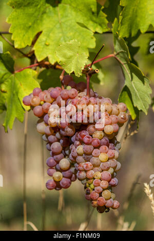 Grappolo di uve sulla vite, Regione del vino Slovacko, Moravia del Sud, Repubblica Ceca, Europa che cresce l'uva Foto Stock