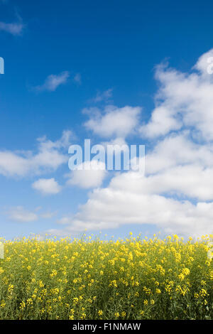 La Canola Field contro il cielo blu Foto Stock