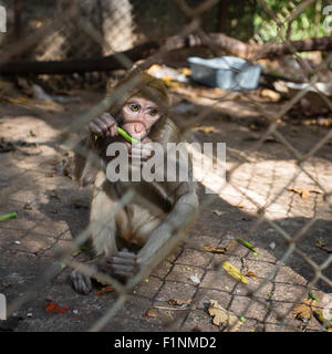 Scimmia macaco mangiare verdi in gabbia Foto Stock