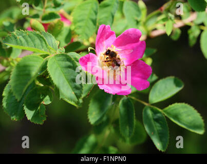 Rosa pendulina L. Rosa alpina. Rosa pendolina. Altopiano del Cansiglio. Prealpi veneziane. Italia. Europa. Foto Stock