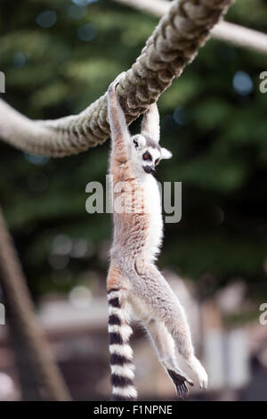 Un anello-tailed Lemur (Lemur catta), appeso ad una fune, con i suoi bracci, a Wingham Wildlife Park, Kent, Inghilterra Foto Stock