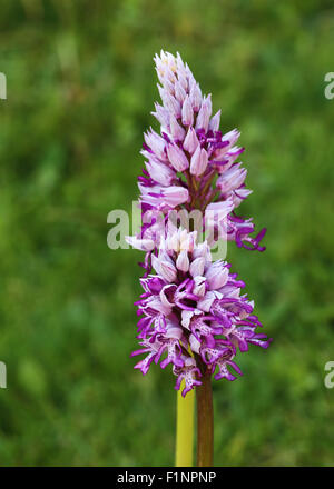 Orchis militaris L. Orchidea militare. Altopiano del Cansiglio. Prealpi veneziane. Italia. Europa. Foto Stock