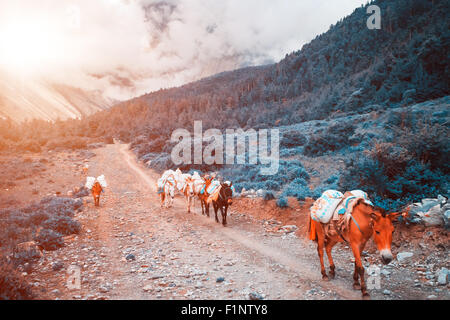 Trekking in Nepal Foto Stock