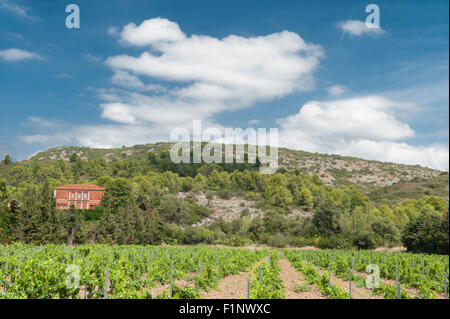 Vino rosso Uva a inizio autunno presso il Château de Jau, Estagel, Côtes du Roussillon, Francia Foto Stock