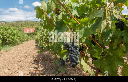 Vino rosso Uva a inizio autunno presso il Château de Jau, Estagel, Côtes du Roussillon, Francia Foto Stock