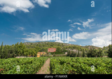 Vino rosso Uva a inizio autunno presso il Château de Jau, Estagel, Côtes du Roussillon, Francia Foto Stock