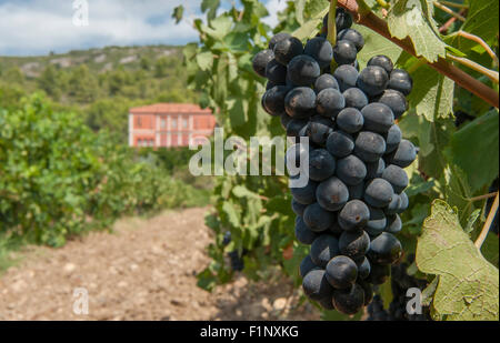 Vino rosso Uva a inizio autunno presso il Château de Jau, Estagel, Côtes du Roussillon, Francia Foto Stock