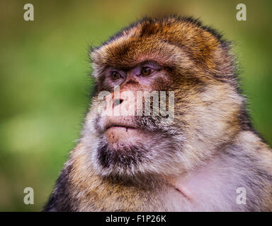 Un singolo Barbary Macaque siede orgogliosamente osservando il resto nella sua truppa Foto Stock