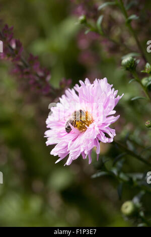 Honeybee su Aster novi-belgii Lassie. Foto Stock