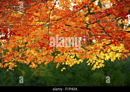 Golden Fall Branches in the Park. Autumn Photo Collection. Foto Stock