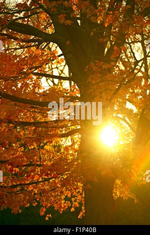 Sole autunnale nel Parco. La luce del sole proveniente tra albero di Acero rami. Autunno raccolta di fotografie Foto Stock