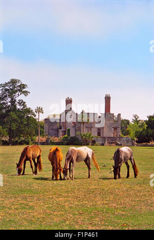 Pascolano cavalli a Dungeness rovine, Cumberland Island National Seashore, GEORGIA, STATI UNITI D'AMERICA Foto Stock