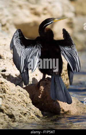 Australasian Darter (Anhinga novaehollandiae) appollaiato sulla roccia, Hillarys, Perth, Western Australia Foto Stock