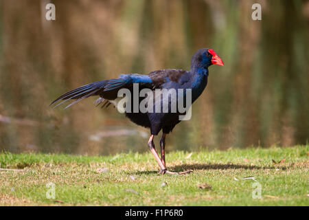 Purple Swamphen, Pastore il lago di Perth, Western Australia Foto Stock