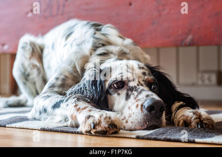Setter inglese cane sdraiato sul pavimento per interni Foto Stock