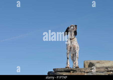 Setter inglese cane sulla sommità della parete Foto Stock