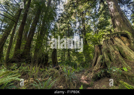 Big Trees Trail, Meares Isola, off Tofino, British Columbia Foto Stock