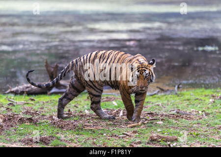 Tigre del Bengala vicino dal lago Rajbaug Ranthambhore foresta. [Panthera Tigris] Foto Stock