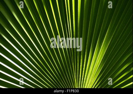 Verde foglia Palm Background - natura dello sfondo della foto. Tema tropicale Foto Stock