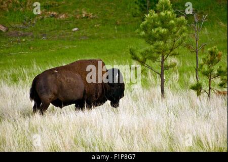 Bisonti americani sulla prateria - Custer State Park, il Dakota del Sud, Stati Uniti d'America. Unico Buffalo su pascoli Foto Stock