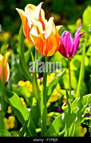 Colorata fioritura di tulipani - Fotografia verticale. I tulipani foto. Foto Stock