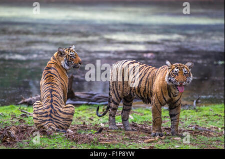 Wild giovani Tigri circa 13 mesi vicino lago, Ranthambhore foresta, India. [Panthera Tigris] Foto Stock