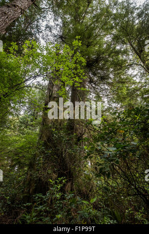 Meares isola, grandi alberi #1, Tofino, British Columbia Foto Stock