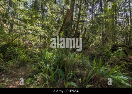 A nord la foresta pluviale temperata, Meares Isola, Tofino, British Columbia Foto Stock