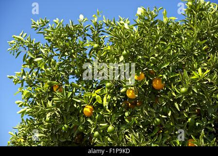 Arancio nella California Meridionale. Arance fattoria. Arancio e blu del cielo. Il giardinaggio Raccolta foto. Foto Stock