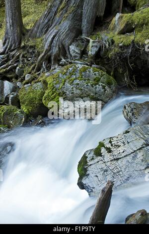 Creek sconosciuto. Bella Mountain Creek in qualche parte occidentale dello stato di Washington, USA. Verticale Esposizione lunga Creek foto. La natura di P Foto Stock