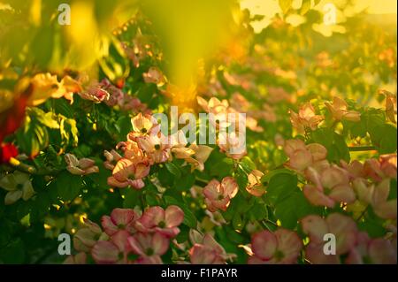 Blossom Tree. Piccolo Pinky fiori sull'albero. Tema estivo. Natura raccolta di fotografie. Foto Stock