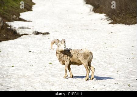 Bighorn Sheep in Glacier National Park, Montana. Bighorn Sheep on Snow. Wildlife of North America. Wildlife Photo Collection. Foto Stock