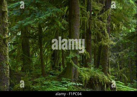 La foresta - Mossy profondo stato di Washington (USA) foresta. Il Parco nazionale di Olympic, WA, Stati Uniti d'America. Foto Stock