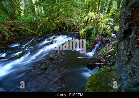 Piccolo ruscello nella foresta pluviale, Washington's Olympic National Park. Ruscello di montagna e piccola insenatura. Natura raccolta di foto. Foto Stock