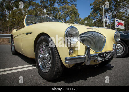 Brisbane, Australia. 5 Settembre, 2015. Il Mount Cootha Classic è una strada sprint motorsports evento tenutosi sul Mount Cootha road appena al di fuori del quartiere finanziario centrale di Brisbane. Esso vetrine premier motorsports racing al fianco di auto storiche e moto visualizza. Nella foto è uno degli storici Austin Healey autovetture sul display statico durante il giorno. Credito: Russell Hunter/Alamy Live News Foto Stock