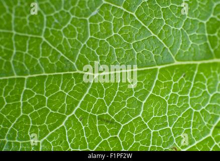Foglia verde macro sfondo orizzontale Foto Stock