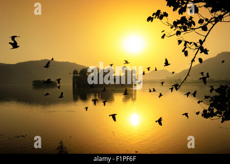 Sunrise vibranti e floccato di uccelli in Jai Mahal, India. Foto Stock