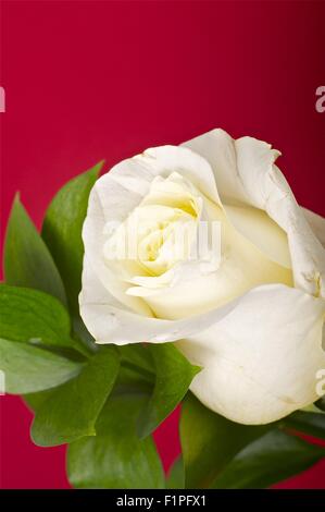 La Rosa - Borgogna scuro dello sfondo. La rosa bianca e verde foglie. Tema floreale. Foto Stock