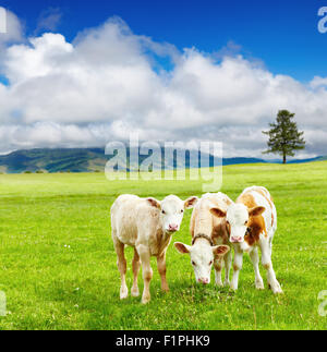 Tre i vitelli sul prato Foto Stock