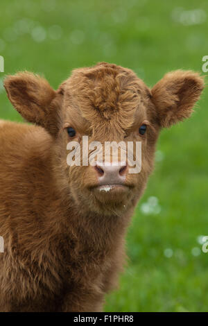 Highland polpaccio (Bos taurus). Iona. Ebridi Interne. Costa ovest della Scozia. Giugno. Foto Stock