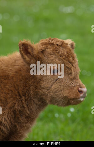 Highland polpaccio (Bos taurus). Iona. Ebridi Interne. Costa ovest della Scozia. Giugno. Foto Stock