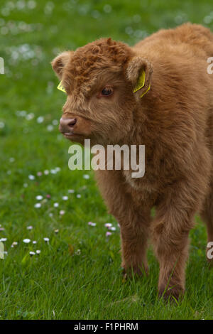 Highland polpaccio (Bos taurus). Iona. Ebridi Interne. Costa ovest della Scozia. Giugno. Foto Stock