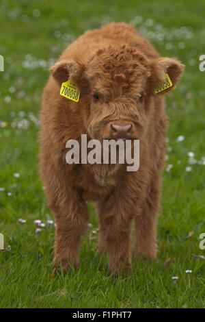 Highland polpaccio (Bos taurus). Iona. Ebridi Interne. Costa ovest della Scozia. Giugno. Foto Stock