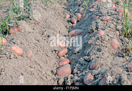 Creste di patata in appena prima della raccolta Foto Stock