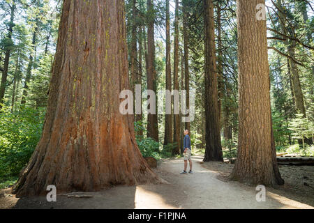 Giant grandi alberi di sequoia in Calaveras Stato nazionale Park, la Senora, CALIFORNIA, STATI UNITI D'AMERICA Foto Stock