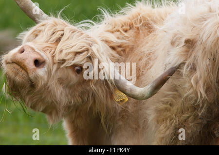 Highland mucca (Bos taurus). Utilizzando un avvisatore acustico a fianco di scratch, nel tentativo di porre rimedio a irritazione al di fuori della loro portata in qualsiasi altro modo. Foto Stock