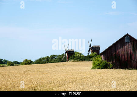 Campo di grano con vecchi mulini a vento e un vecchio fienile presso l'isola svedese Oland Foto Stock