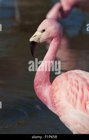 Fenicottero andino (Phoenicoparrus andinus). Nativo di alta altitudine zone umide nelle Ande, Sud America. Foto Stock