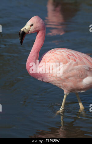 Fenicottero andino (Phoenicoparrus andinus). Nativo di alta altitudine zone umide nelle Ande del sud America. Foto Stock