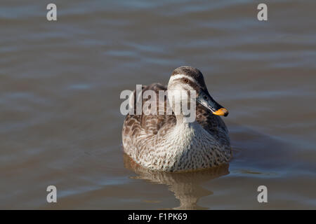 Orientale o Spotbill Cinese (Anas zonorhyncha paecilorhyncha). Sottospecie. migratori dedicarmi di acqua dolce di anatra. Foto Stock